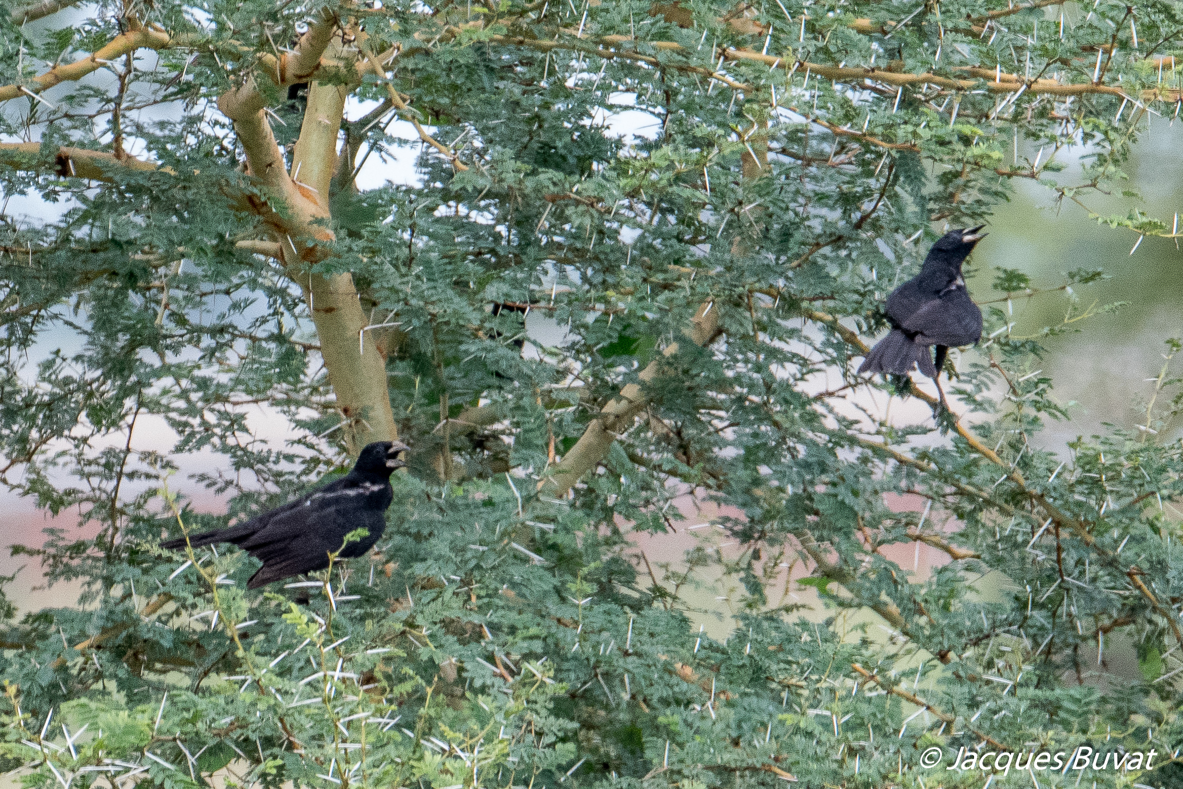 Alectos à bec blanc (White-billed Buffalo weavers, Bubalornis Albirostris), 2 mâles nuptiaux s'égosillant sur un acacia, Brousse de Somone, Région de Thiès, Sénégal.